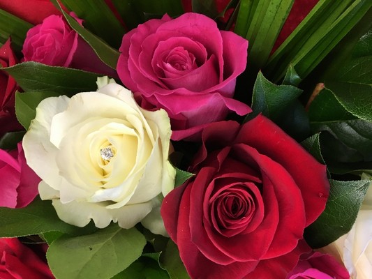 Luxury fusion of 24 pink, red and white roses, hand tied in water. 