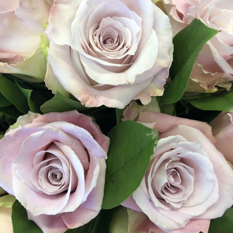 12 Light pink roses, with complimenting foliage's and wrapped in rose gold cellophane and gift bag.