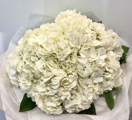 A luxury hand tied of white hydrangea. 