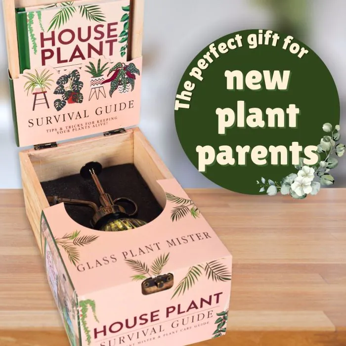 Houseplant Survival Guide gift set with 96-page indoor plant care book and glass plant mister presented in a wooden gift box – plant lover gift available from Flowers by Bethany Manchester.