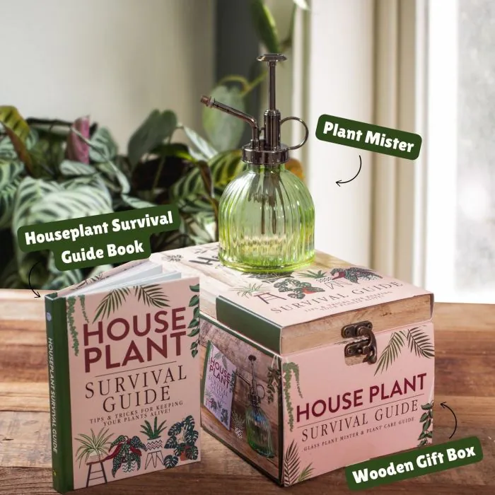 Houseplant Survival Guide gift set with 96-page indoor plant care book and glass plant mister presented in a wooden gift box – plant lover gift available from Flowers by Bethany Manchester.