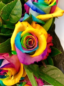 Luxury rainbow roses hand tied in water wrapped in our signature black cellophane and bag. 