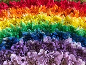 Rainbow funeral tribute created using sprayed chrysanthemum in all the colours of the rainbow. 