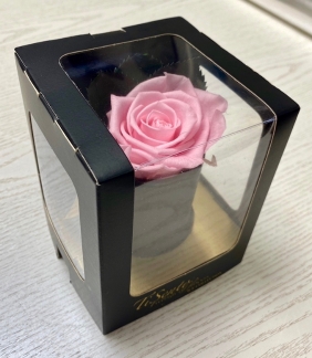 Single forever rose in soft ivory presented in a mini hatbox with ribbon. 