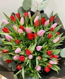 Bouquet of mixed red and pink tulips, accented with foliage and loose populous eucalyptus, wrapped in luxury cellophane and presented in a matching gift bag, hand-tied in water.